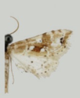 Leucinodes ethiopica